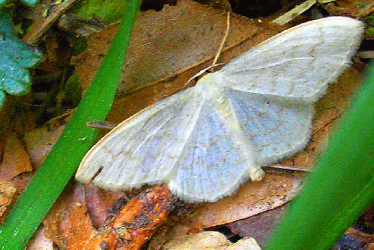 2008-05-gfka-Wicklergrüneulchen - Odenwald