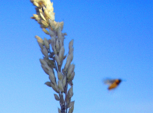 2008-06-csa-Schwebfliege-Kamera-Nahflug