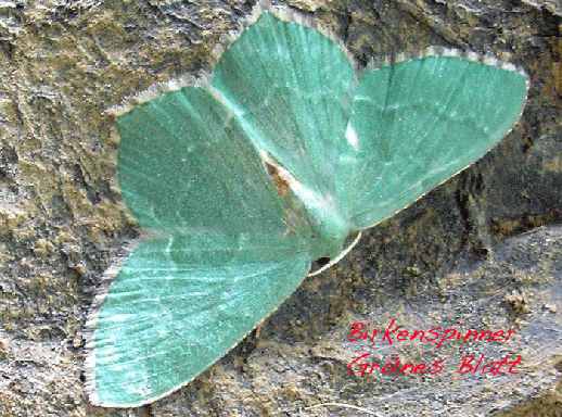 2008-06-ek-Grünes Blatt - Birkenspinner  -  Odenwald