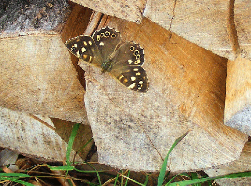 2008-07-dd-Waldbrettspiel - Odenwald