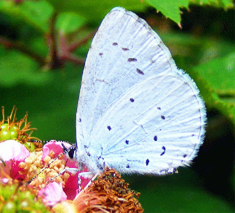 2008-07-dpa-Silbergrüner Bläuling - Odenwald