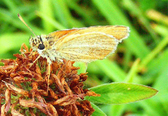 2008-07-eia-Taubenschwänzchen