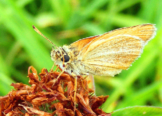 2008-07-eic-Taubenschwänzchen