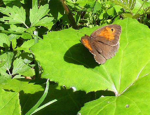 2008-07-fw-Ochsenauge