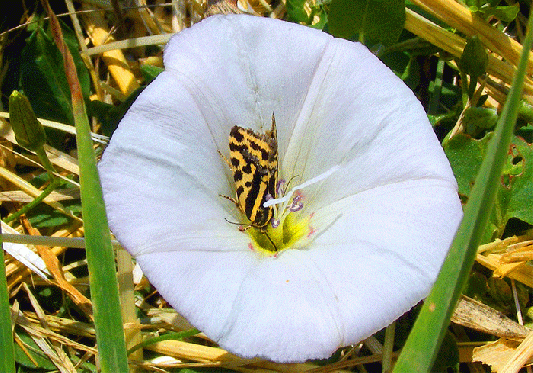 2008-07-gg- Name? - Odenwald