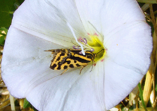 2008-07-gga-Name? - Odenwald