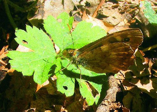 2008-08-cua-Waldbrettspiel - Odenwald