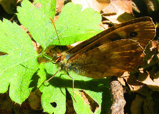 2008-08-cub-Waldbrettspiel - Odenwald