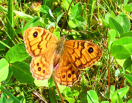 2008-08-cva- Schmetterling Name? -Odenwald