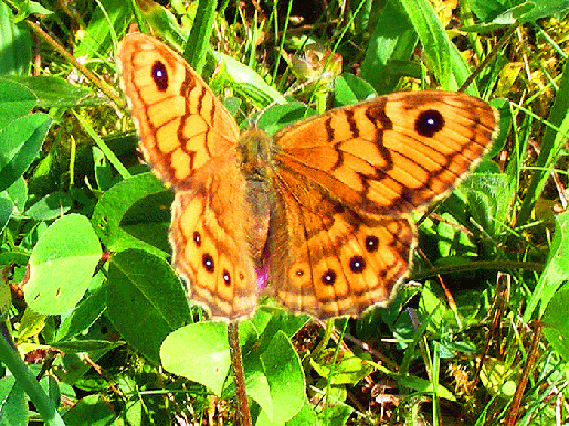 2008-08-cvb-Schmetterling Name? -Odenwald