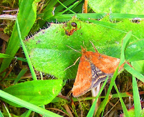 2008-08-cy-Falter Name? - Odenwald