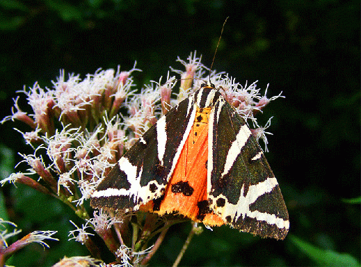 2008-08-faa-Russischer-Bär