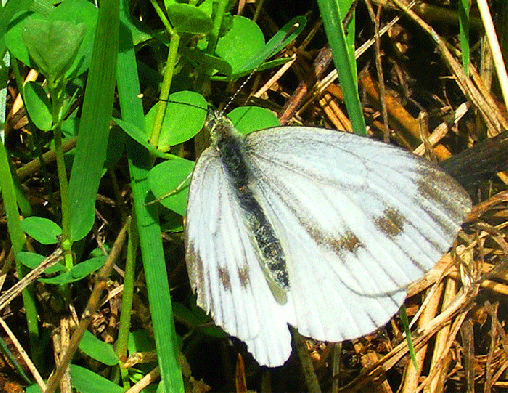 2008-08-fba-Großer Kohlweißling - Odenwald