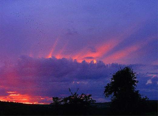 2008-08-fga-Sonnenuntergang und Raben am Himmel bei Rimhorn-Odenwald