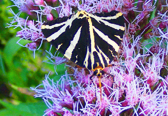 2008-08-fj-Russischer-Bär - Odenwald