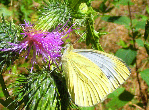 2008-08-fn-Zitronenfalter-Weibchen - Odenwald