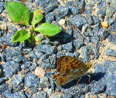 2008-08-fp-Märzveilchen-Perlmutterfalter - Odenwald