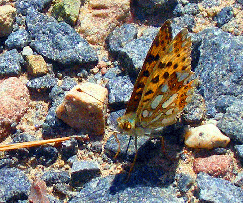 2008-08-fpd-Märzveilchen-Perlmutterfalter