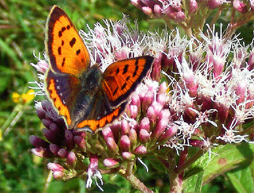 2008-08-fq-Kleiner Feuerfalter - Odenwald