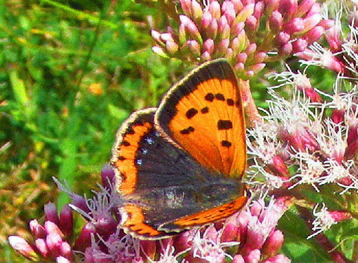 2008-08-fqb-Kleiner Feuerfalter - Odenwald