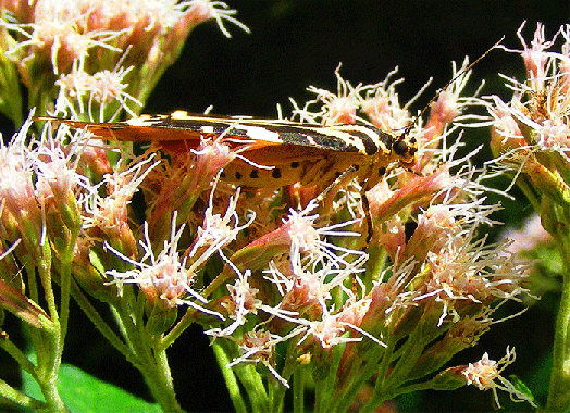 2008-08-fsd-Russischer-Bär