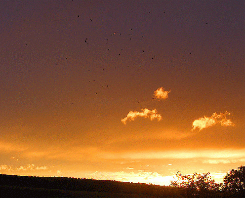 2008-08-ftod-Sonnenuntergang mit Jet und  Raben