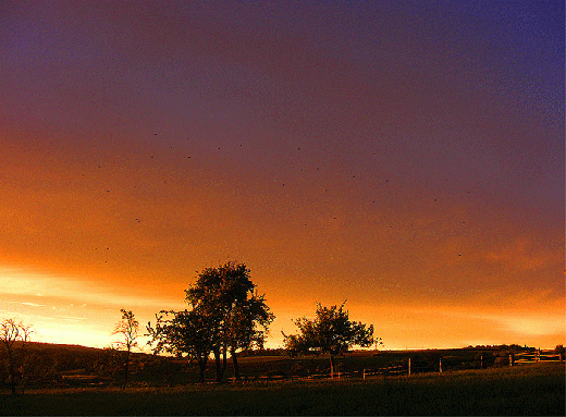 2008-08-ftoe-Sonnenuntergang mit Raben-Durchflug