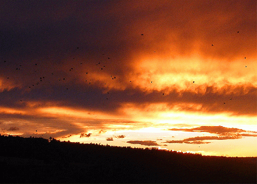 2008-08-fueda-Sonnenuntergang mit Raben-Durchflug