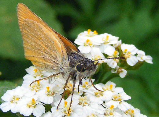 2008-08-gbfcb-Schmetterling - Villacher-Alpenstraße-Kärnten