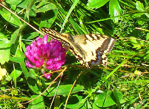 2008-08-gdd-Schwalbenschwanz-Austria