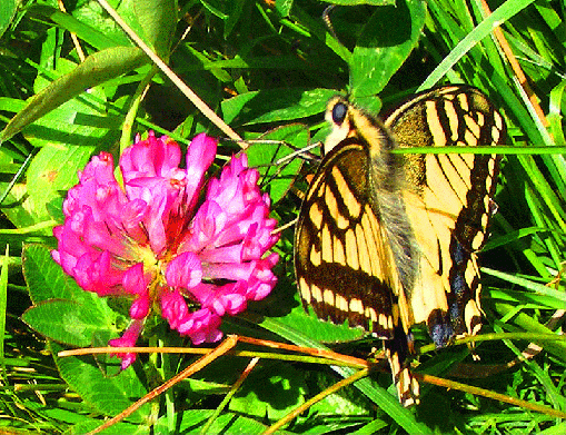 2008-08-gddb-Schwalbenschwanz-Austria