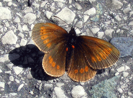 2008-08-hbe-Kleiner Brauner Mohrenfalter - Austria