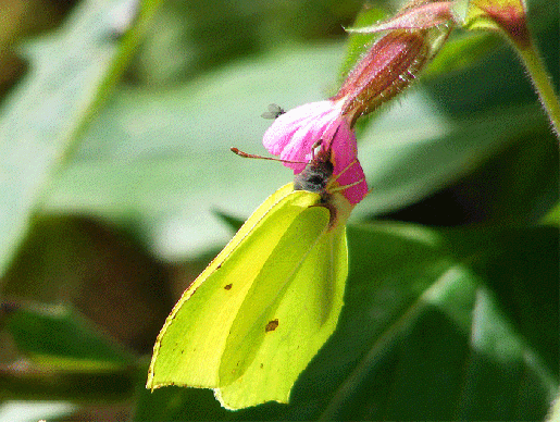 2008-08-nk-Zitronenfalter im Gegenlicht - Odenwald