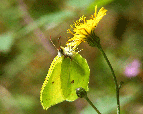 2008-08-nka-Zitronenfalter im Gegenlicht - Odenwald