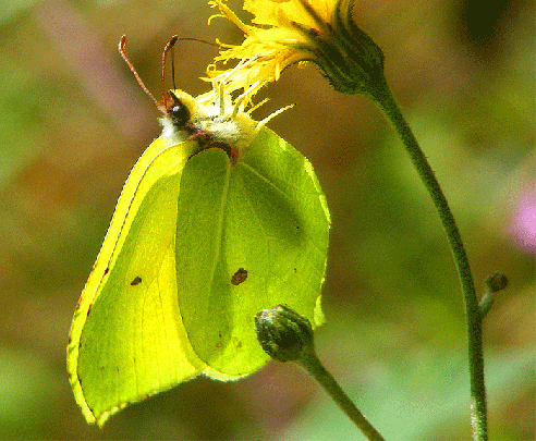 2008-08-nkaa-Zitronenfalter im Gegenlicht - Odenwald