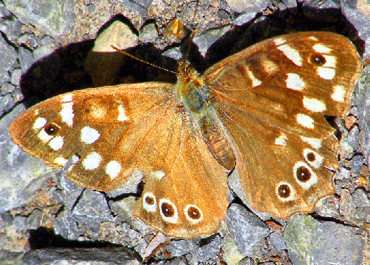 2008-08-no-Waldbrettspiel - Odenwald