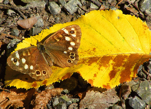 2008-08-nq-Waldbrettspiel - Odenwald