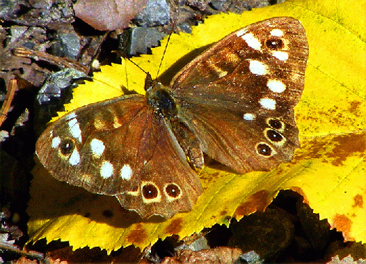 2008-08-nqa-Waldbrettspiel - Odenwald