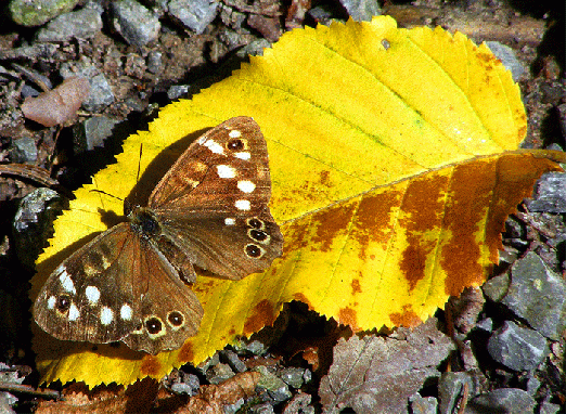 2008-08-nqc-Waldbrettspiel - Odenwald