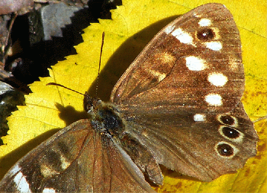 2008-08-nqd-Waldbrettspiel - Odenwald