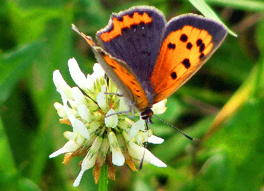 2008-08-nu-Kleiner Feuerfalter auf Weißem Klee - Odenwald