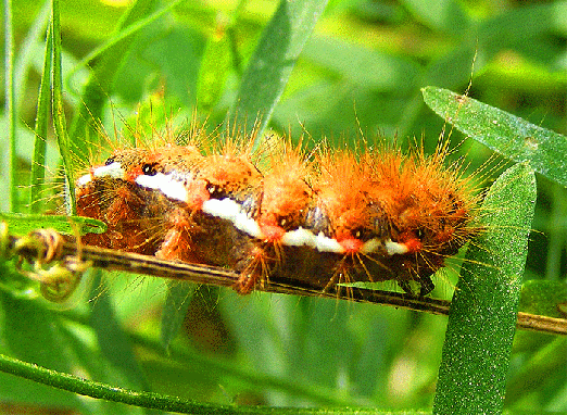 2008-08-nva-Schmetterlings-Raupe - Odenwald