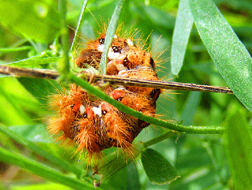 2008-08-nvb-Schmetterlings-Raupe - Odenwald