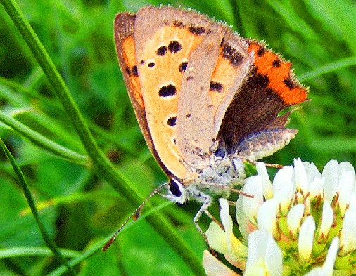 2008-08-nw-Kleiner Feuerfalter - Odenwald