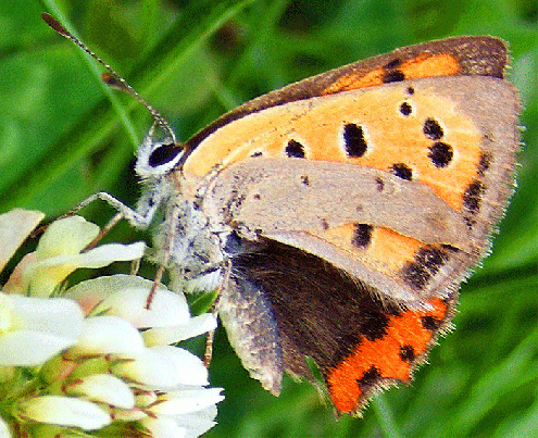 2008-08-nwa-Kleiner Feuerfalter - Odenwald