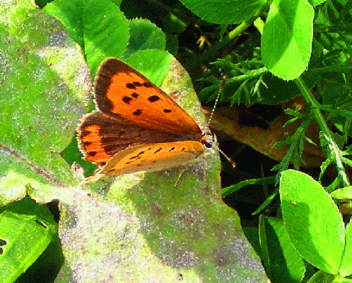 2008-08-nza-Kleiner Feuerfalter - Odenwald