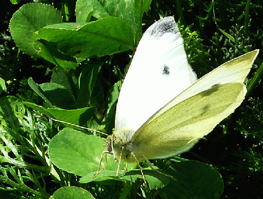 2008-09-dia-Kleiner Kohlweißling - Odenwald