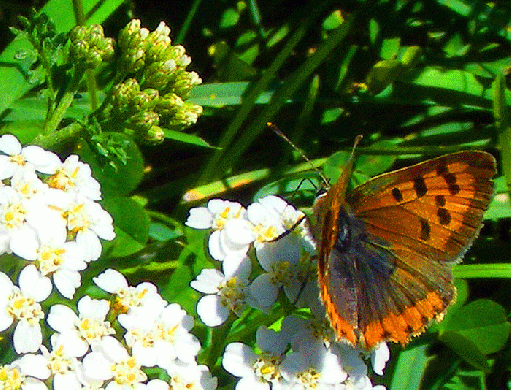 2008-09-dib-Kleiner Feuerfalter - Odenwald