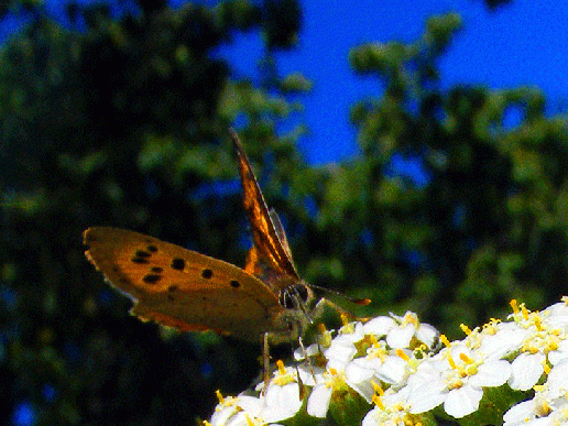 2008-09-dibc-Kleiner Feuerfalter - Odenwald