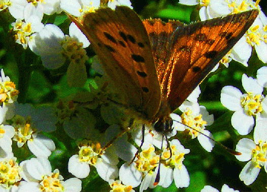 2008-09-dibe-Kleiner Feuerfalter - Odenwald